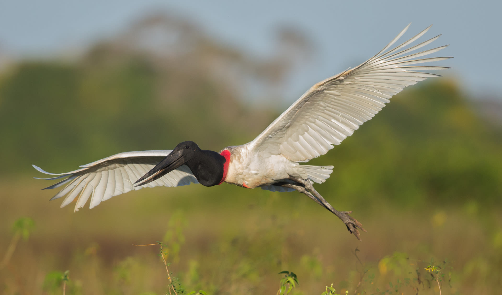 Jabiru facts, distribution & population BioDB